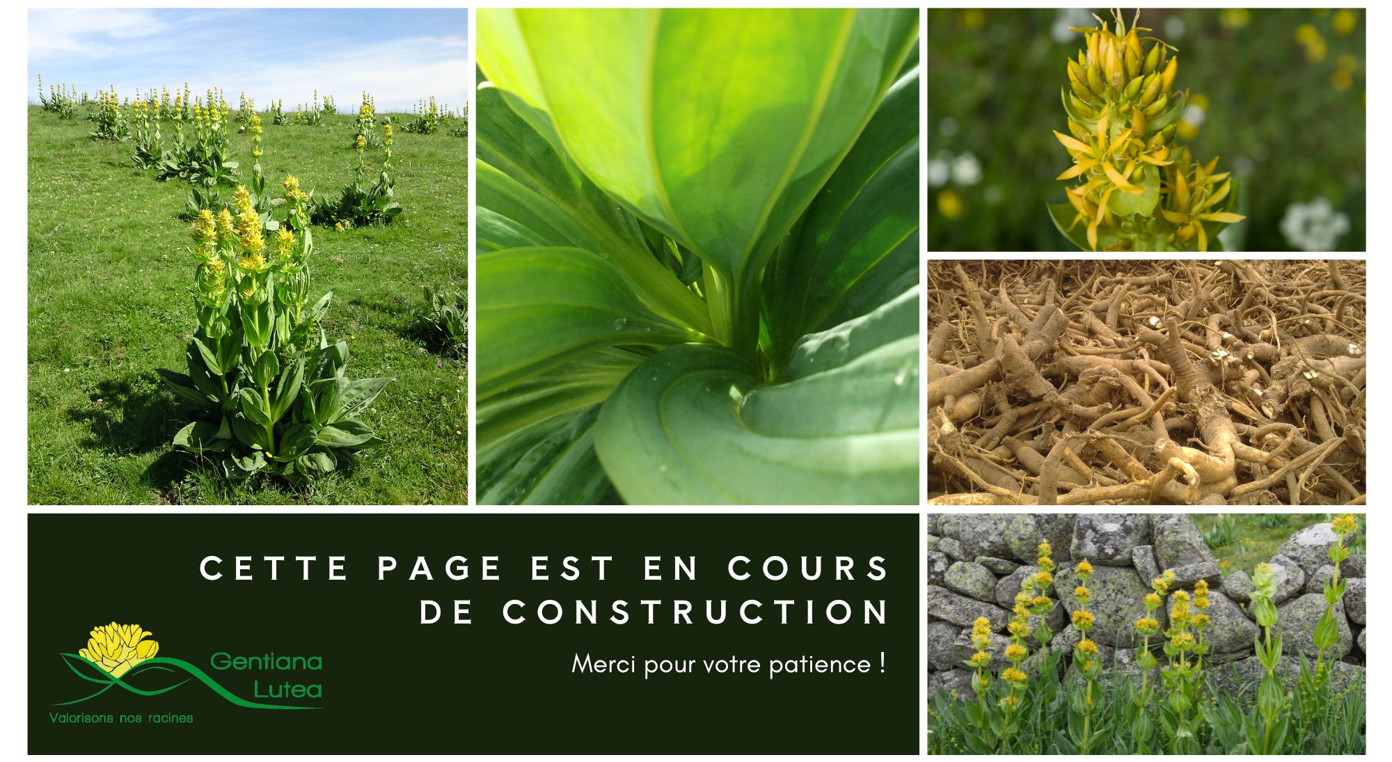 Association de la gentiane jaune - Page en construction