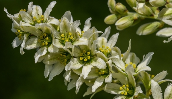 Fleur de Veratrum album