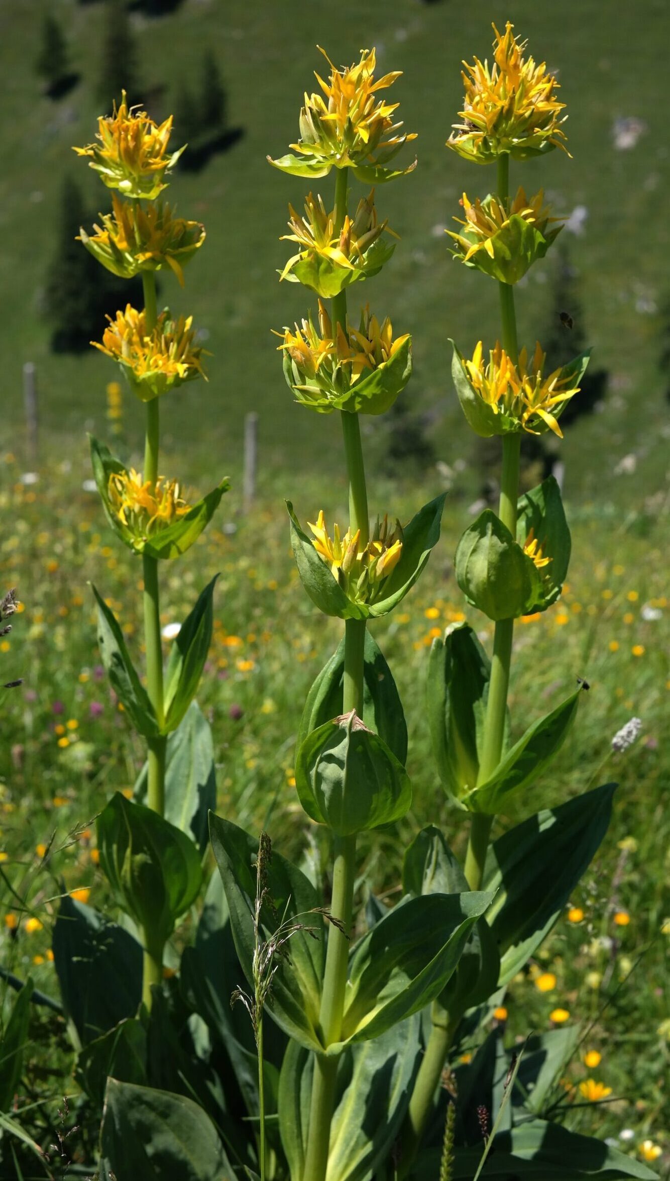 Gentiana lutea